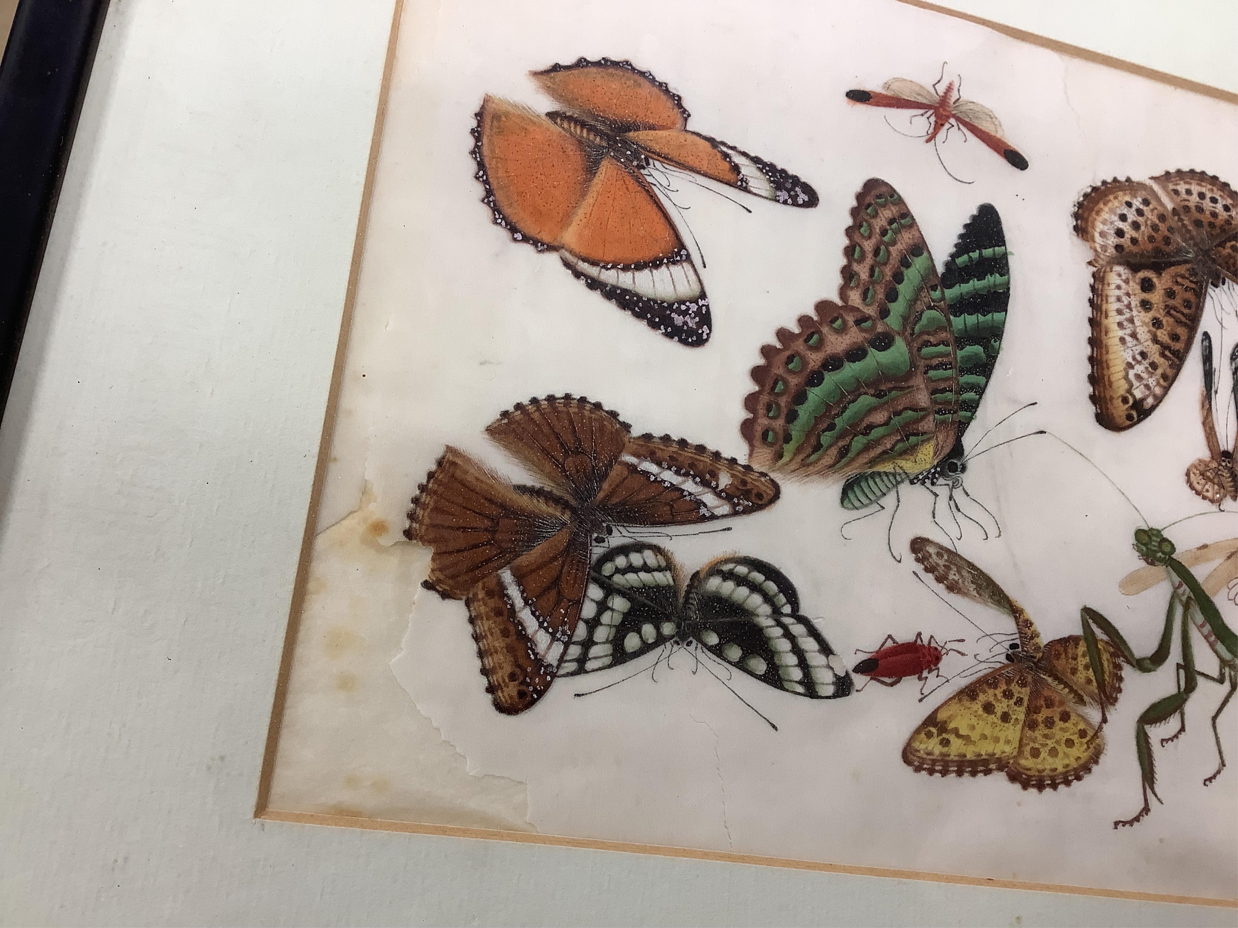 19th century, Chinese School, four pith paper paintings, Butterflies and insects, 20 x 32cm, one housed in a carved wood frame